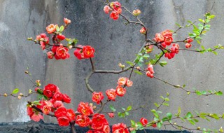 盆栽海棠树冬天怎么过冬 盆栽海棠冬季管理