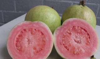 芭乐怎么养（芭乐怎么种植会更好吃）