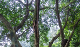 榕树掉叶子是什么原因 榕树黄叶掉叶子是什么原因