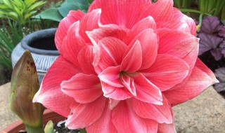 朱顶红过冬三个步骤 怎样让朱顶红冬天开花