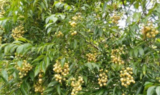 打什么药让黄皮树开花（打什么药让黄皮树开花呢）