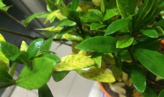 栀子花从下往上黄叶是什么原因 栀子花从下往上黄叶是什么原因造成的