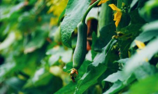丝瓜不坐果是什么原因造成的 丝瓜不挂果是怎么了