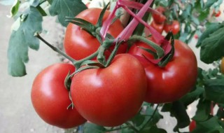 番茄怎么施肥 番茄怎么施肥果才大