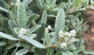 盆栽小丑火棘怎么养 盆栽小丑火棘怎么养活