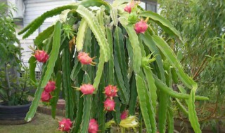 火龙果种几年才可以结果 火龙果种几年才可以结果子