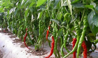 辣椒多久浇一次水（辣椒多久浇一次水好）