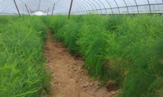 芦笋喜欢哪些肥料（芦笋喜欢什么肥料）