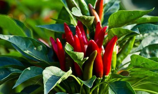 家养小辣椒花怎么养（怎么种植小辣椒盆栽）