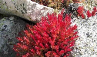 红景天的功效与作用及禁忌（红景天的功效与作用及禁忌症的功效与作用）