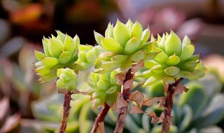 多肉怎么养好 小玉多肉怎么养好