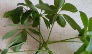 黄桷兰扦插繁殖方法（黄桷兰扦插繁殖方法）