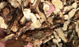 苍术怎么养（苍术的养护方法）