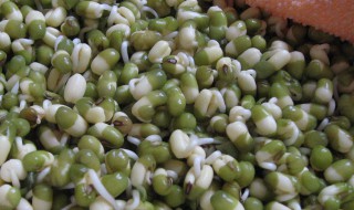 豆芽有哪几种 豆芽有哪几种豆芽