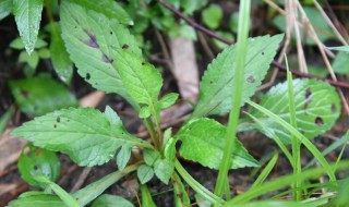 家养败酱草怎么养（败酱草种植技术）