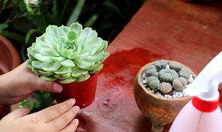 干土给多肉上盆后怎样浇水 多肉植物干土上盆如何浇水