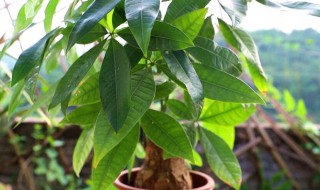 发财树树干捏着有点软还能救活吗 发财树树干捏着变软怎么办