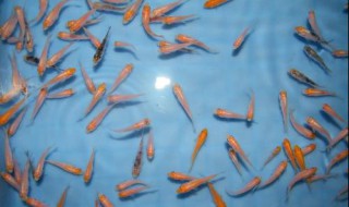 野生鱼喜欢吃什么食物长得快(野生鱼喜欢吃什么东西)