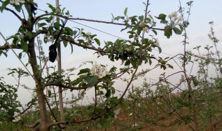 果树花芽早春防冻方法 果树花期怎样防冻