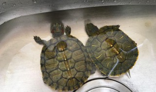 金鱼缸养龟的正确方法 金鱼缸养龟的正确方法图解