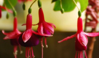 倒挂金钟灯笼花扦插养殖方法（倒挂金钟是灯笼花吗）