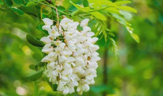 槐花耙耙(槐树花粑粑)