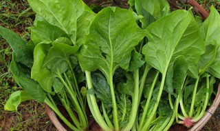 菠菜面怎么做面不容易断（菠菜面怎么做面不容易断掉）