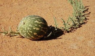 沙漠西瓜怎么挑选(沙漠西瓜怎么挑选好吃)