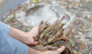 买冻虾的时候怎么挑选（买冻虾应该怎么挑选）
