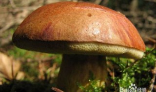 牛肝菌怎么挑选 牛肝菌怎么挑选好坏