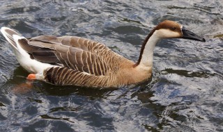 鹅拔毛窍门 鹅拔毛技巧