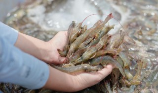 香辣藕片虾的做法窍门（香辣莲藕虾的做法视频）