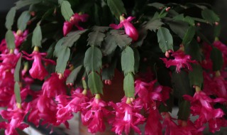 蟹爪兰怎么修剪（蟹爪兰怎么修剪一层一层）