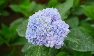 木绣球的养殖方法和注意事项 绣球花为什么叫招鬼花