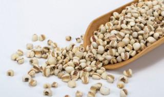薏米长虫了还能吃吗(薏米长虫了还可以吃吗)
