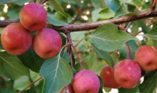 楸子树果实可以吃吗 楸子树果实可以吃吗有毒吗