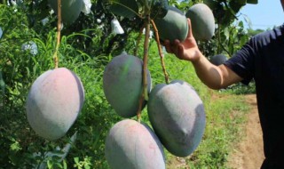 凯特芒青色可以吃吗 凯特芒青的