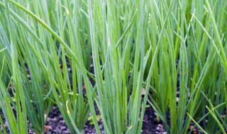 栽葱正确方法和步骤 栽葱的正确方法