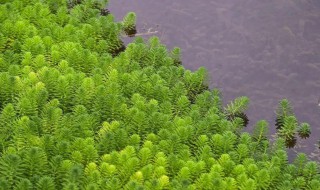 金鱼藻是藻类植物吗 金鱼藻是藻类植物吗还是种子植物