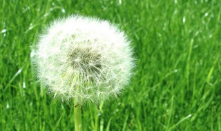 蒲谷丁是什么植物（蒲谷丁是什么植物的根）