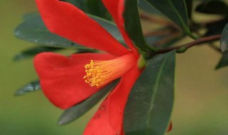 杜鹃红山茶花的养殖方法及注意事项（杜鹃红山茶花的养殖方法及注意事项）