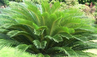 铁树零下6度会冻死吗 铁树零下6度会冻死吗