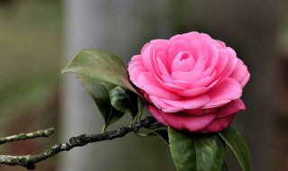 茶花怎么浇水(茶花怎么浇水的方法与注意事项)