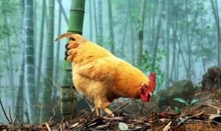 烹饪鸡的方法 烹饪鸡的方法有哪些