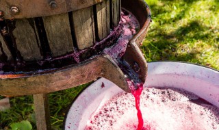 葡萄酒自制详细方法 葡萄酒自制详细方法视频