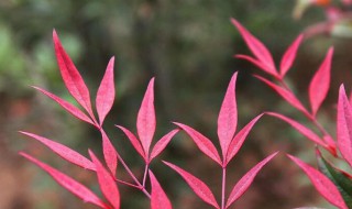 兰竹的种植方法和时间 兰竹的种植技术