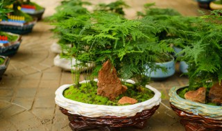 养文竹养殖方法 如何养植文竹