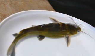 黄辣丁怎么做粥（黄辣丁熬粥怎么做好吃）