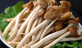 银耳茶树菇（银耳茶树菇能一起煲汤吗）