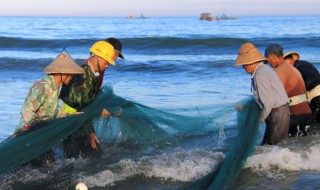 海南干鱼茶的制作方法 海南鱼干做法